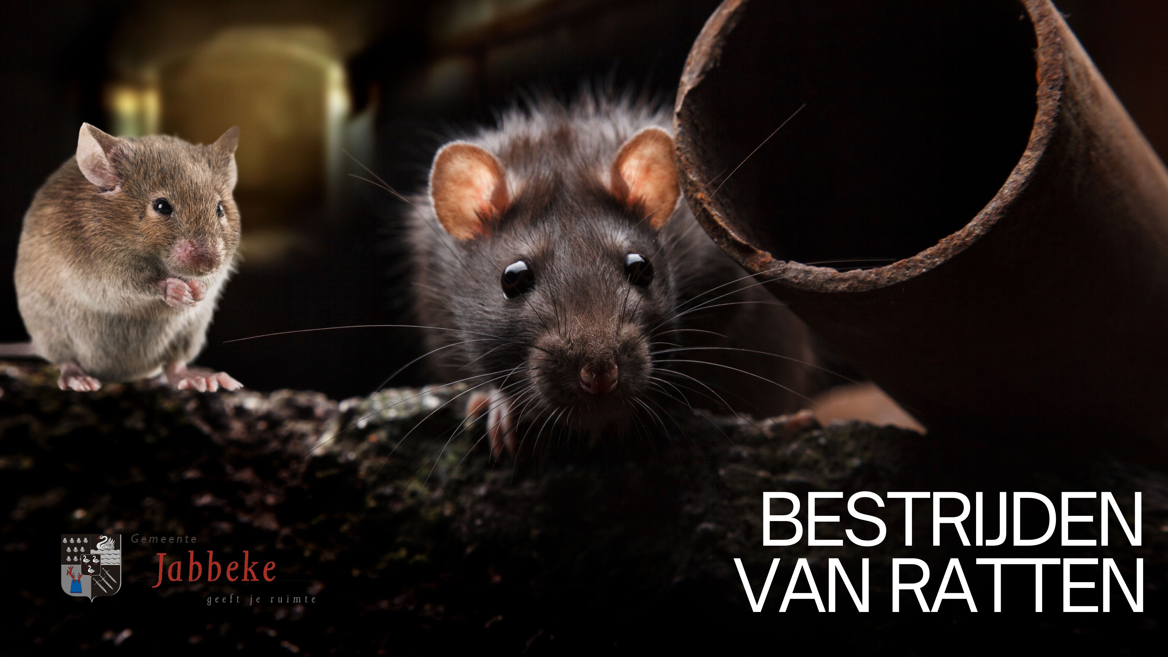 HOE RATTEN TE VERMIJDEN EN BESTRIJDEN